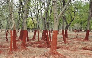 La delgada línea roja de Hungría