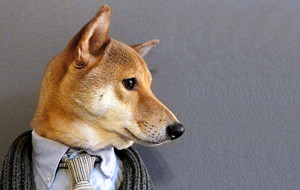 Menswear Dog, un perro Shiba Inu como modelo