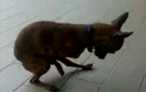 El perro pajillero
