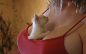 Unimos lo mejor de internet: gatos y tetas