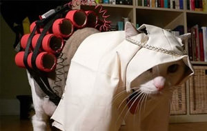 Se regala gatito persa