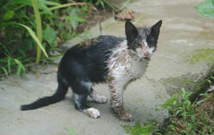 El gato que sobrevivió al ataque de una boa