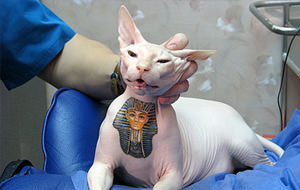 La moda rusa de tatuar felinos