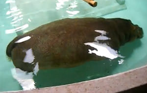 Hipopótamo defecando bajo el agua “estilo jacuzzi”