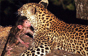 El leopardo y el babuino, una fábula en tu cara