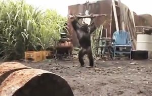 Macaco con un peligroso fusil de asalto