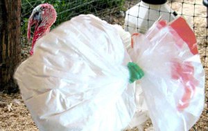 Pavos cargados de cocaína