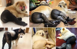 La invasión de los perros con medias