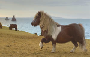 El baile del poni