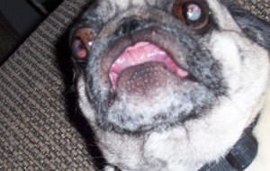 Pug Destroyer, carlinos y death metal