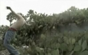 Saltando sin ropa sobre un cactus