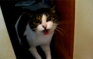 Sashimi, el gato psicópata