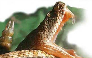 Brutal ataque de una serpiente de cascabel