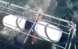 Une cage anti-requins peu efficace