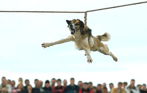 El perro, ¿el mejor amigo del hombre? (Bulgaria)