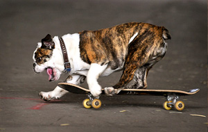 Tyson, el bulldog skater