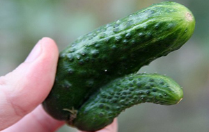 Vegetales orgasmátricos