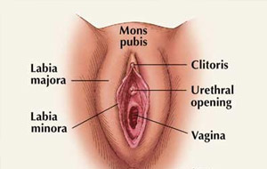 Videos de clitoris excitado gratis